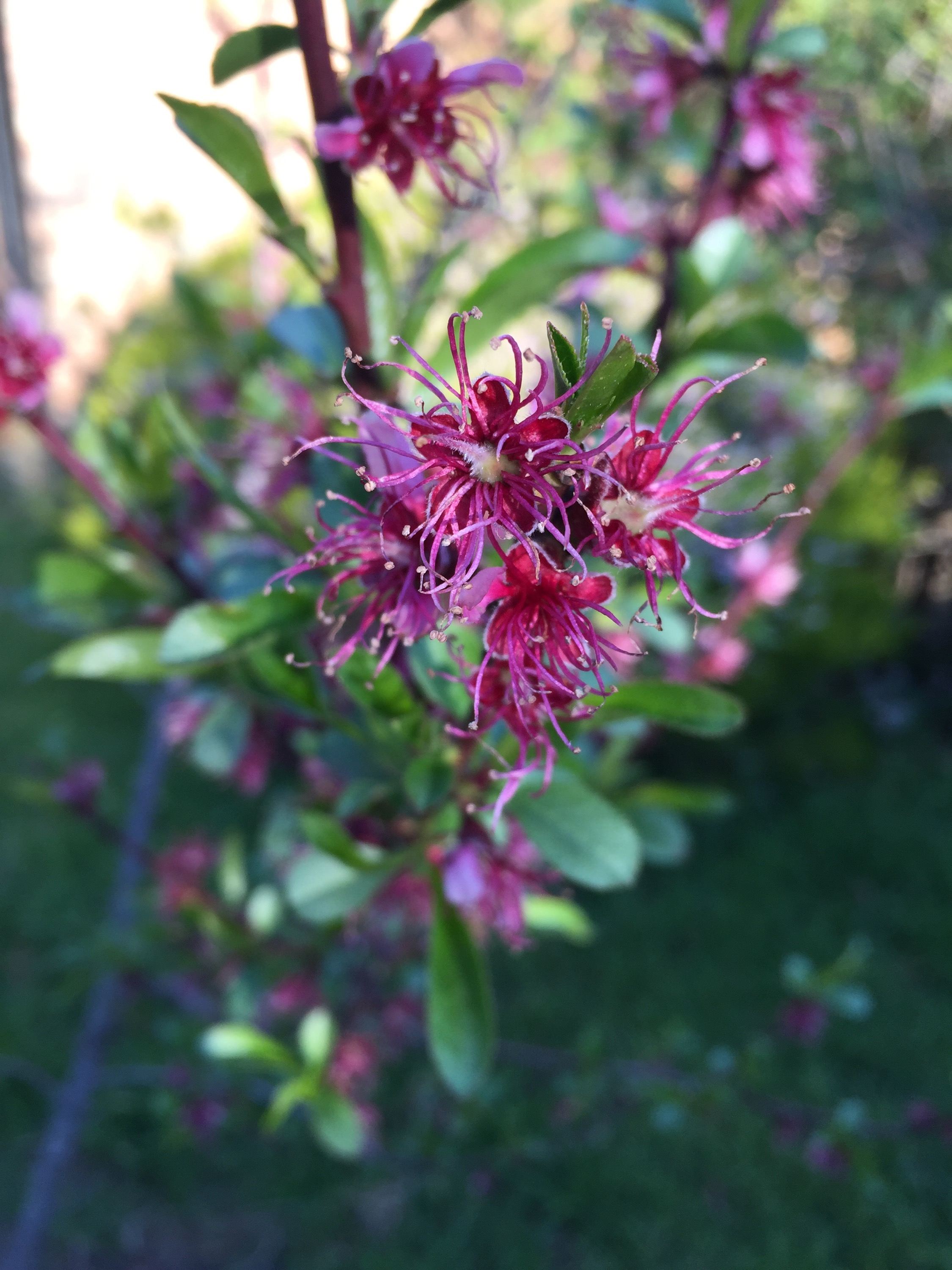 peach tree peach -flowering