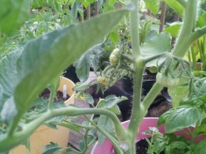 tomato plant 3