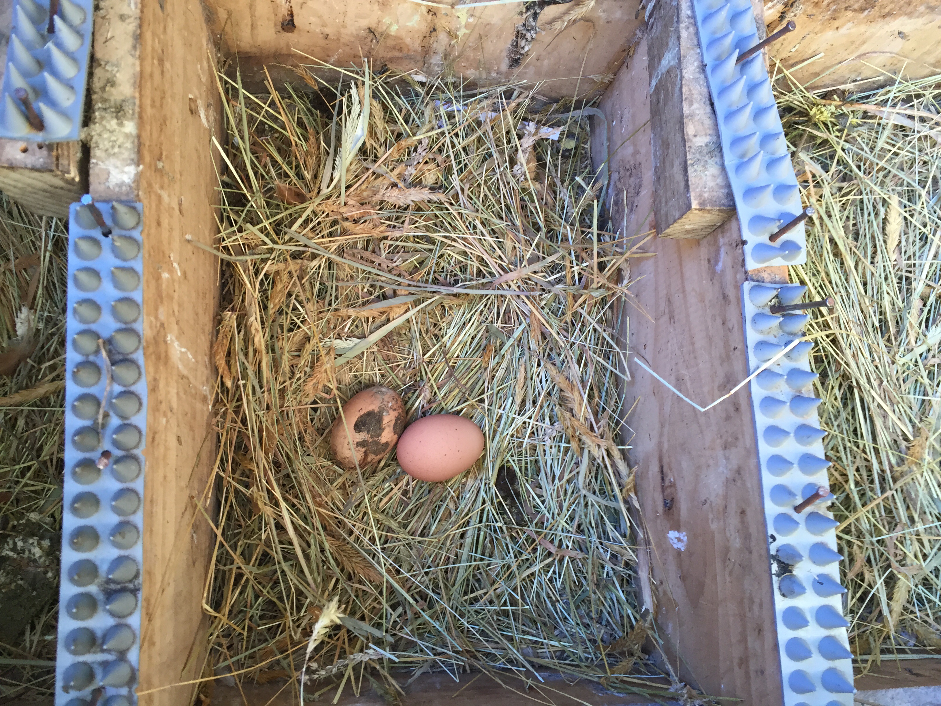 Keep Chicken Eggs Clean!