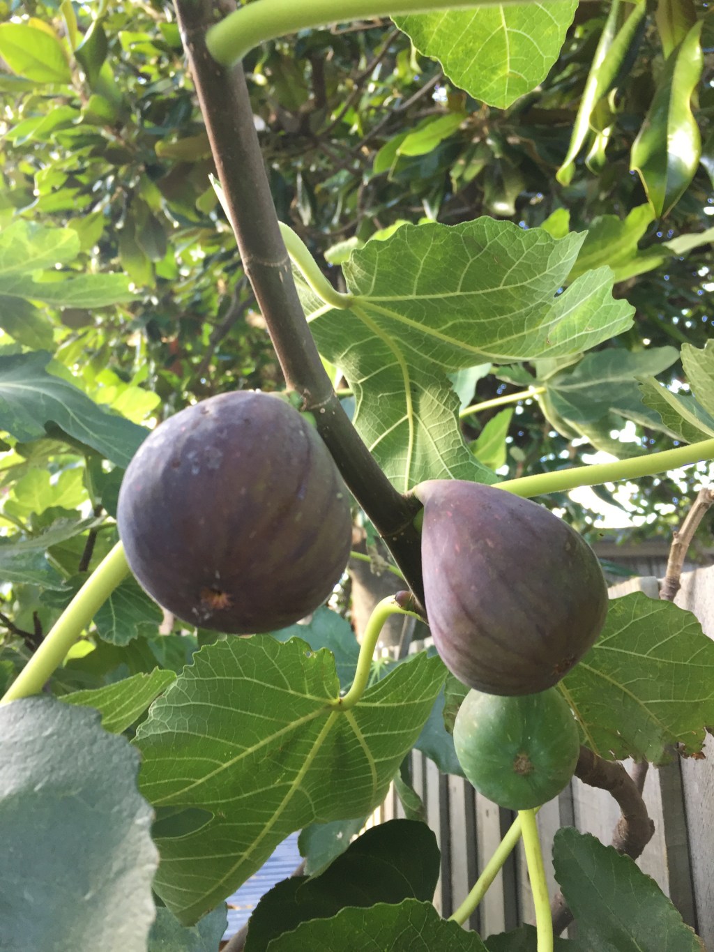 What? No figs pics for 2017 – here you&nbsp;go!