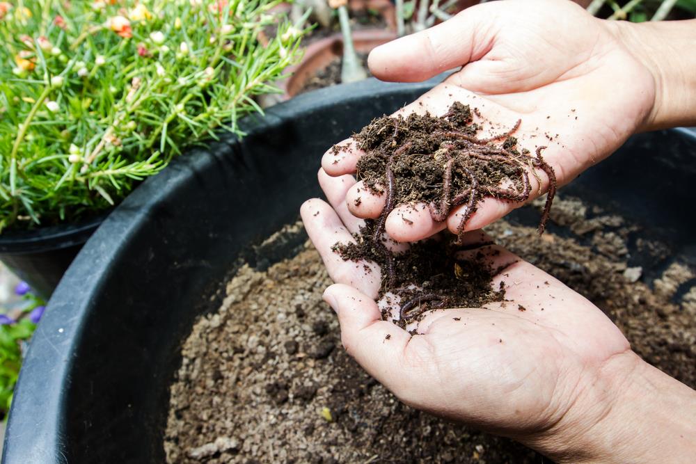 How to Create Rich Worm Composting? The Truth About Worm&nbsp;Types