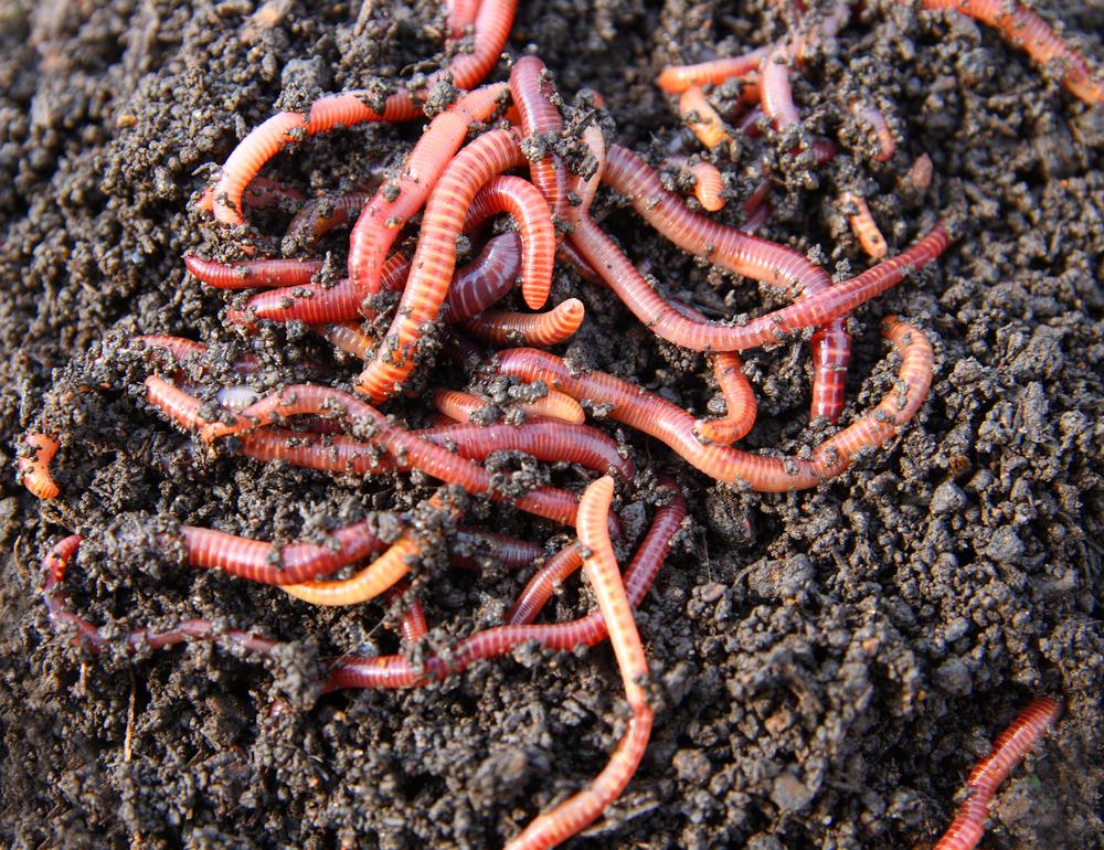 Red Wigglers compost worms