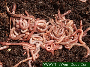 Compost Worms