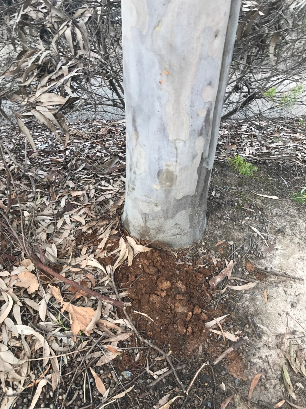 Coffee Grounds for Soil and&nbsp;Trees
