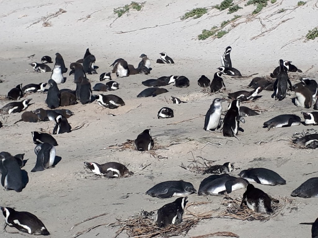 African Penguins are&nbsp;Grounded!