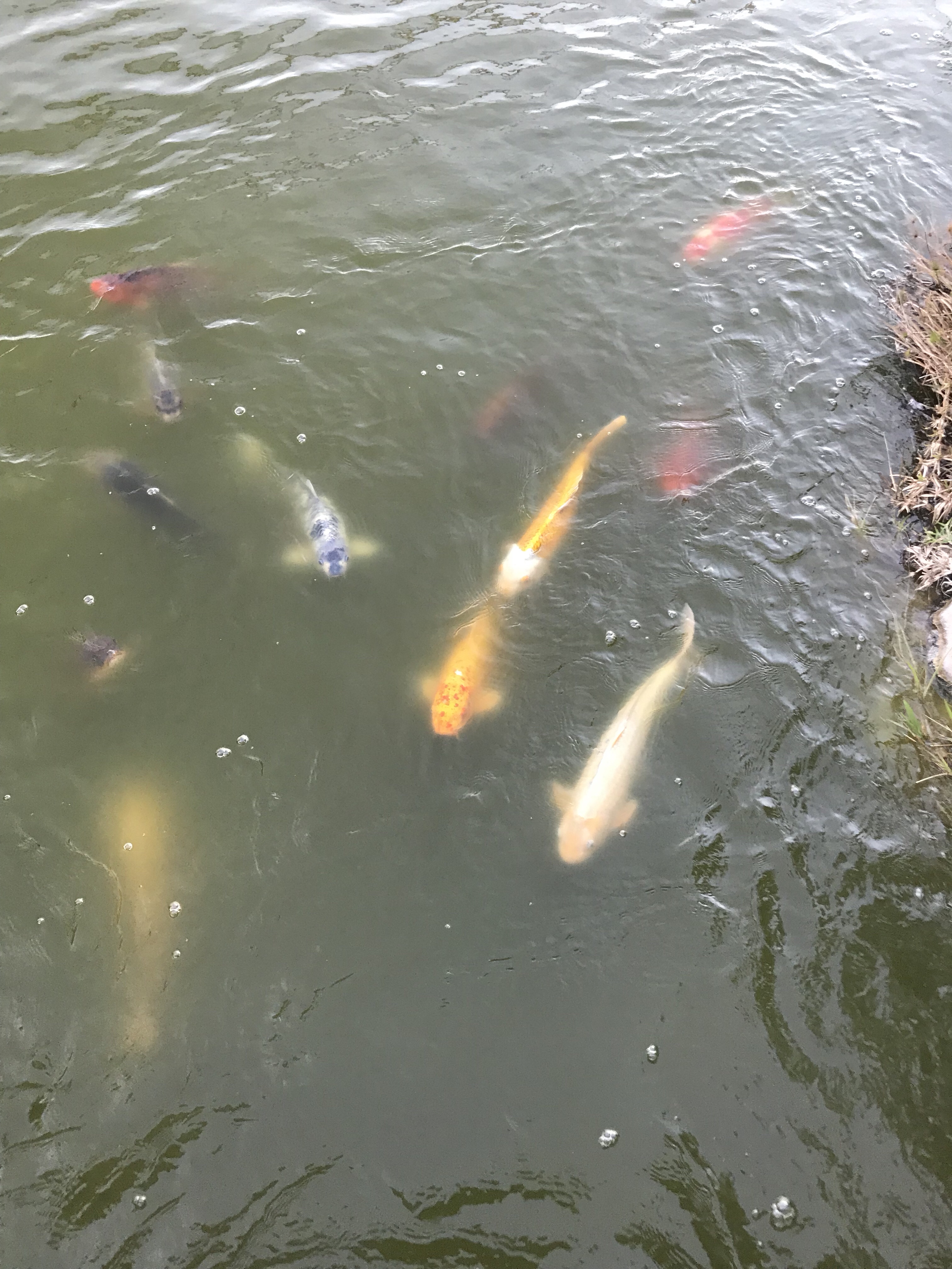 Just for colourful Gefilte fish?