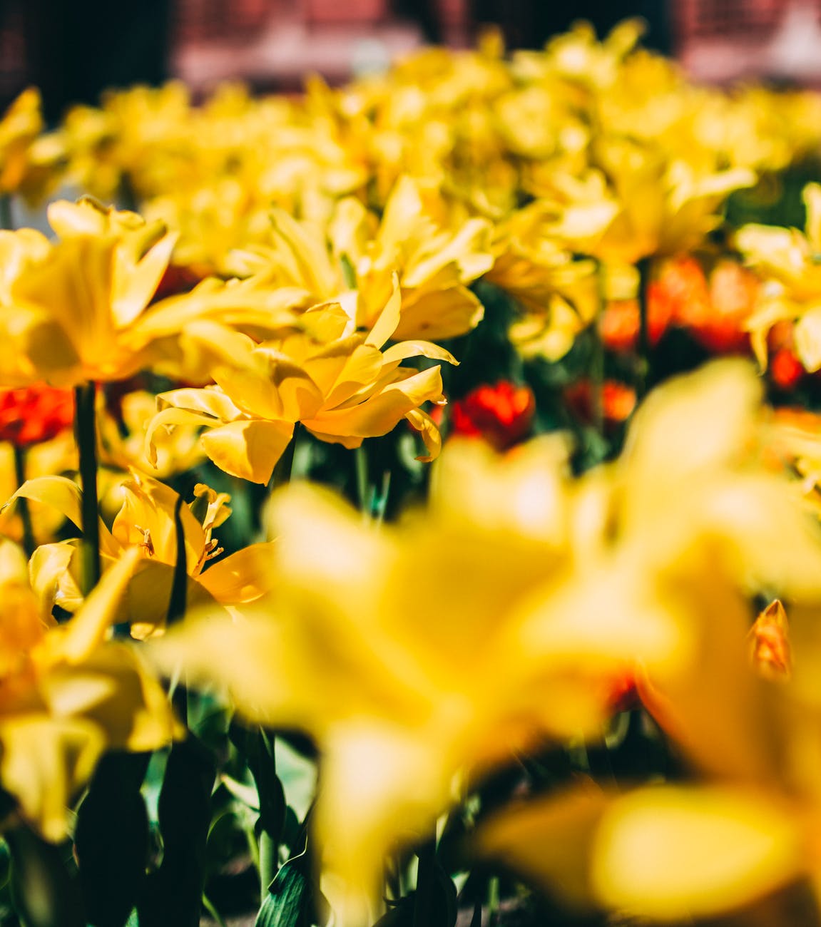 Daffodil Day