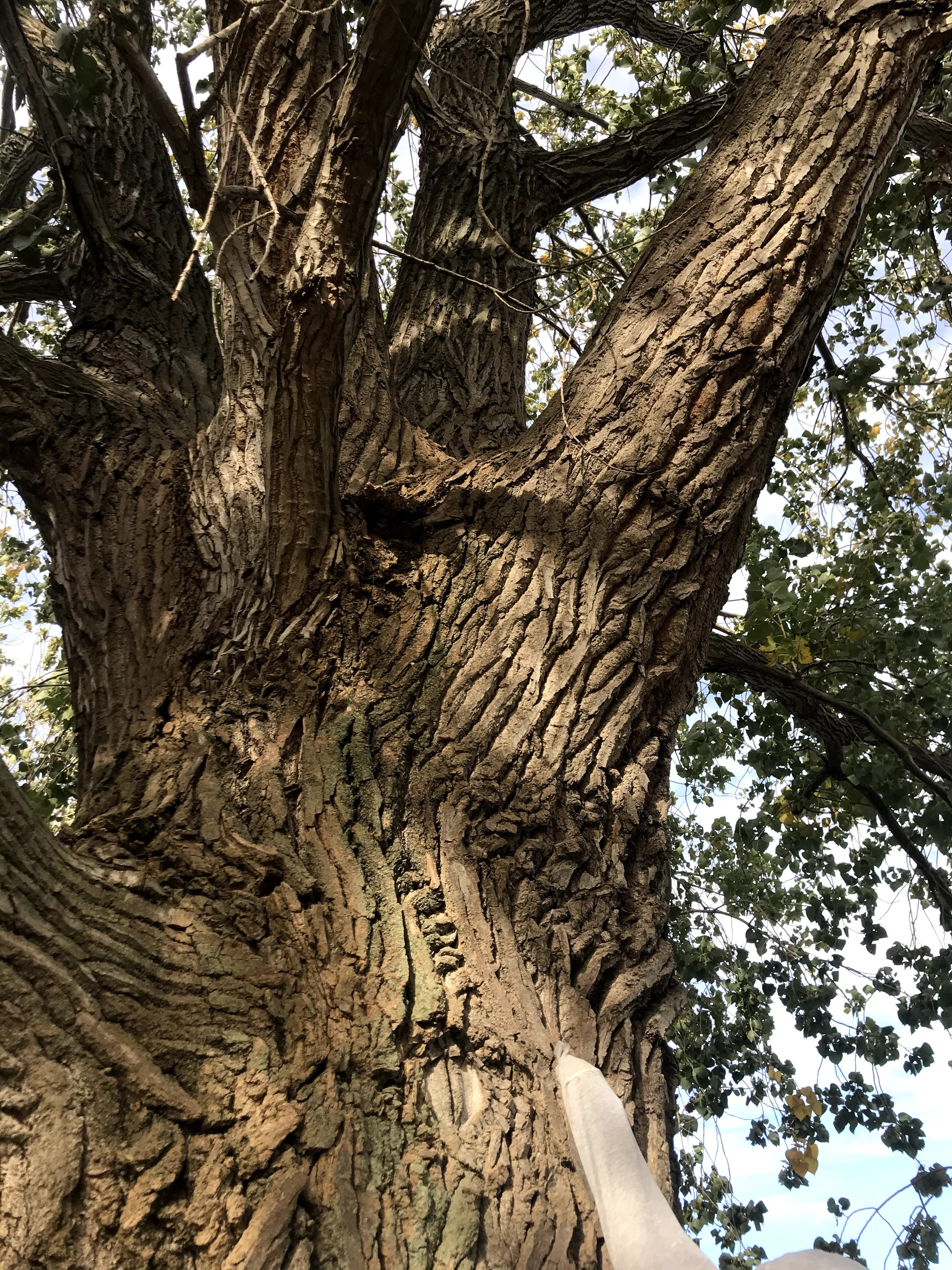 Close up of bark on large and old trees