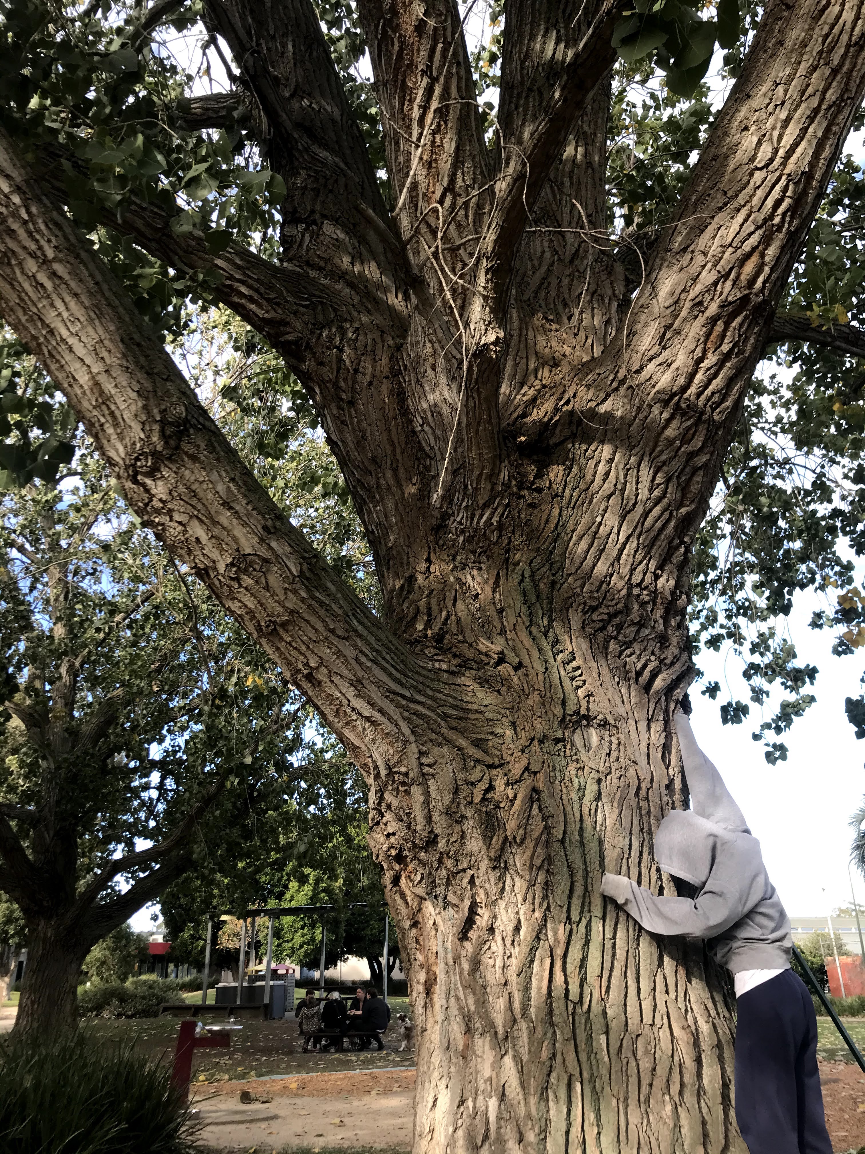 Close up of bark on large and old trees