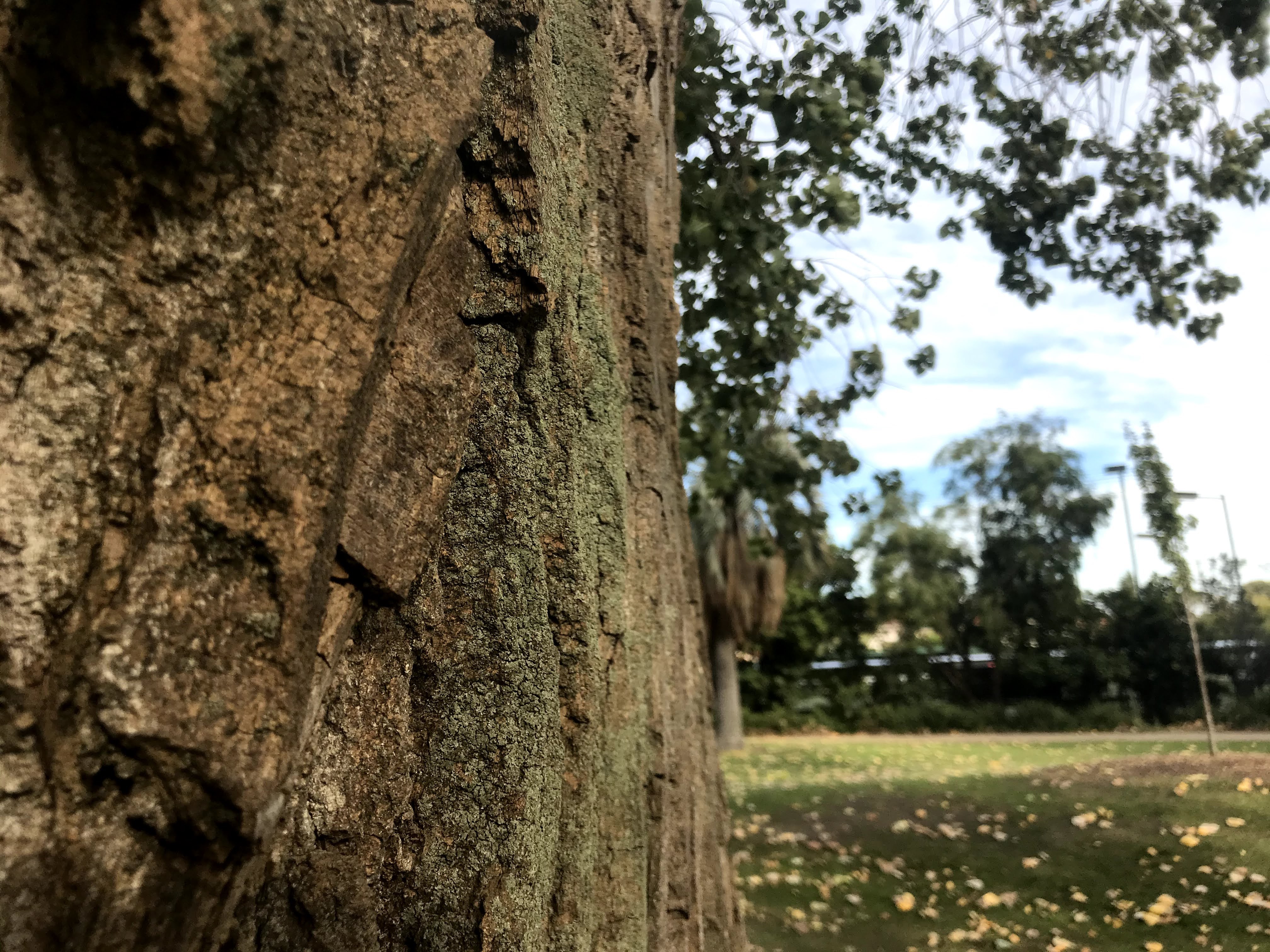 Close up of bark on large and old trees