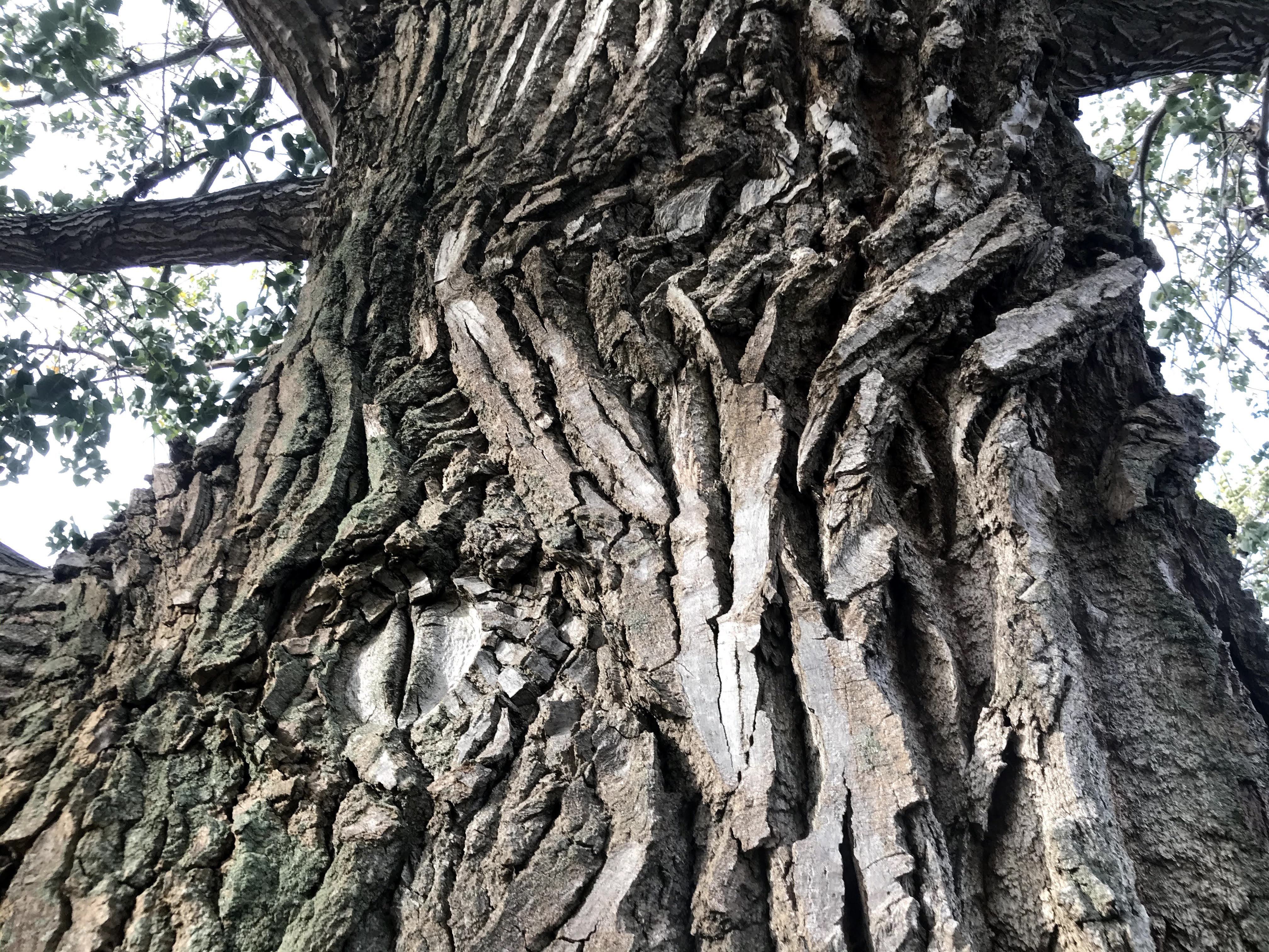 Close up of bark on large and old trees
