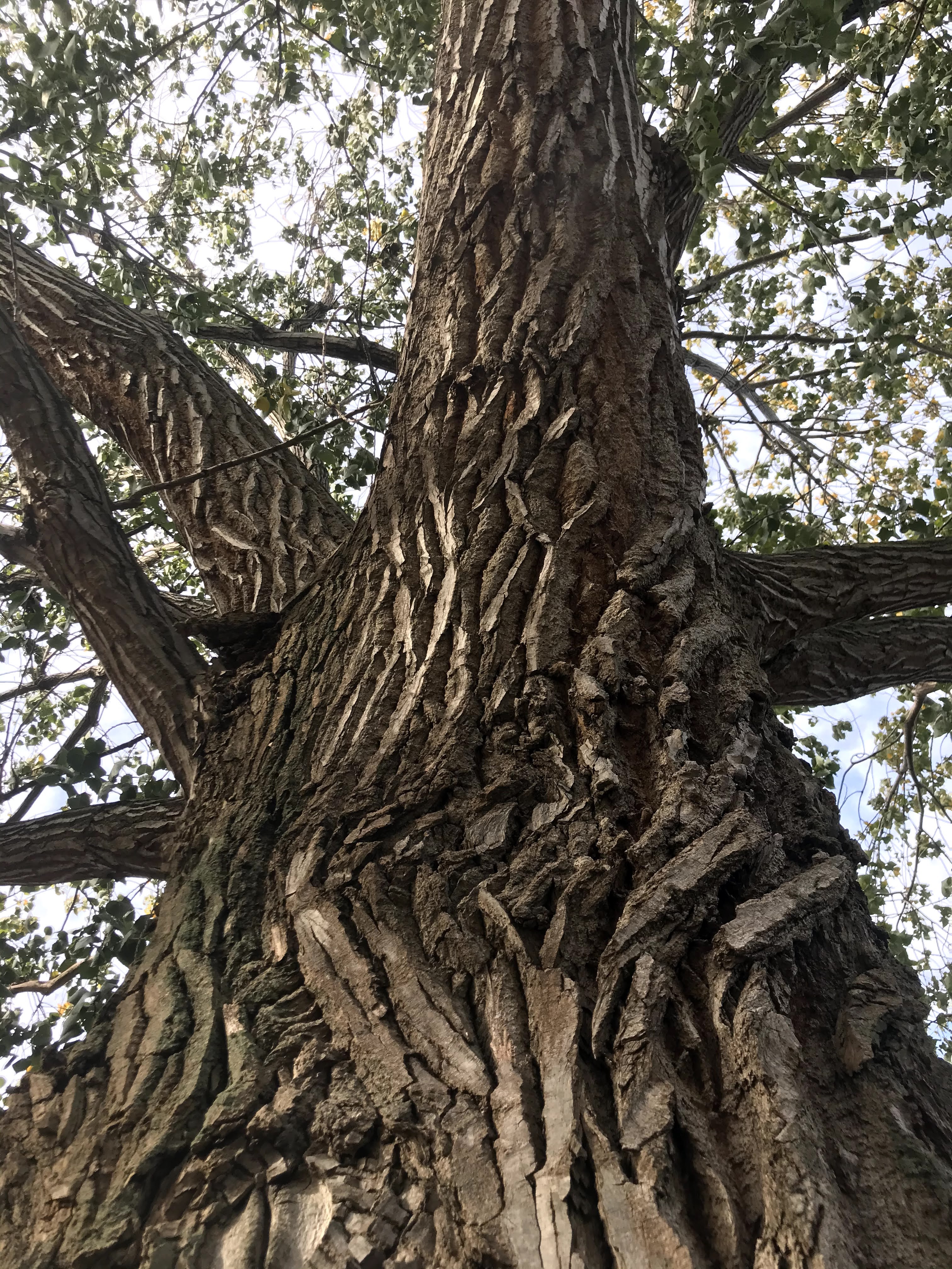 Close up of bark on large and old trees