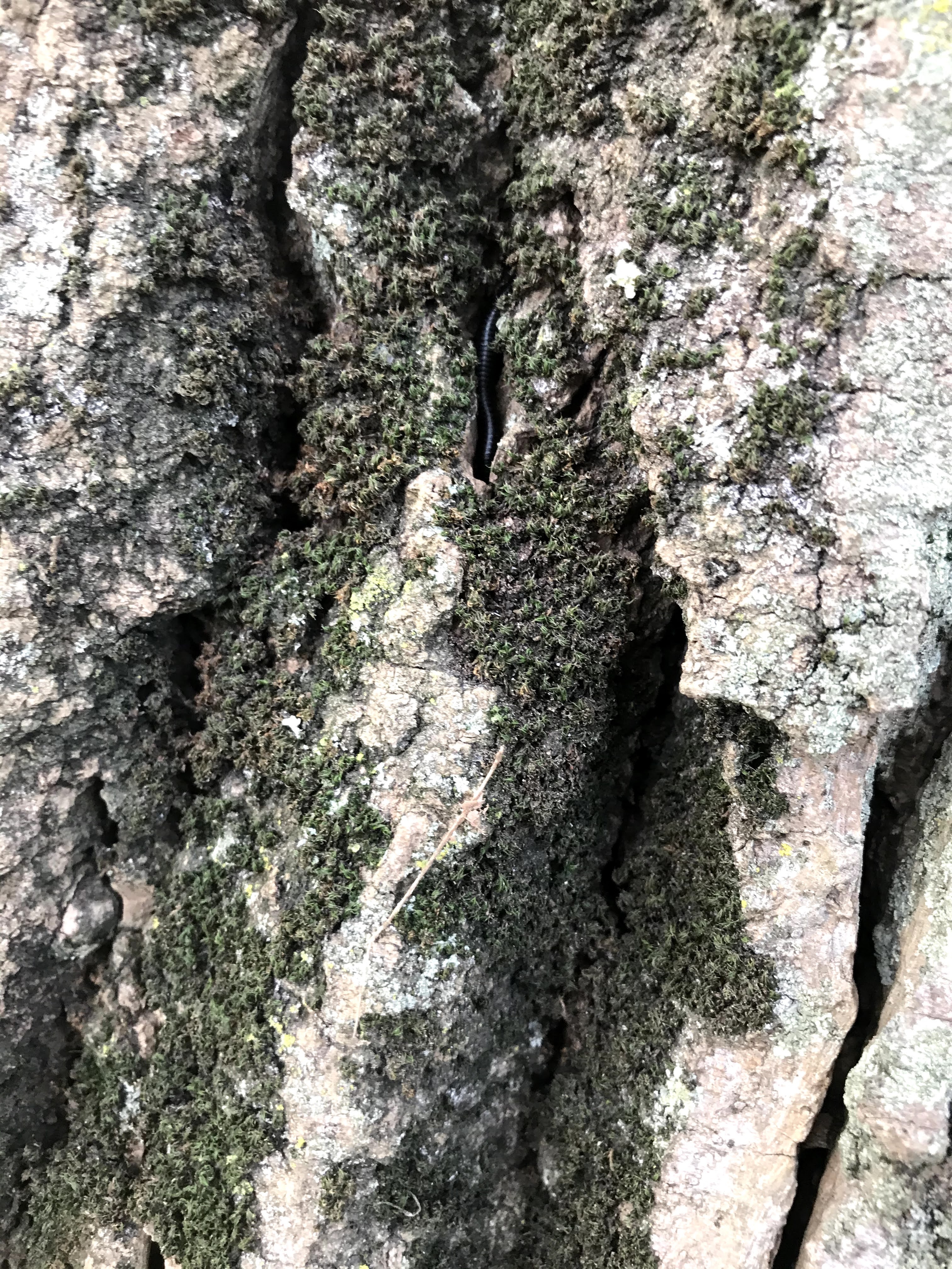 Close up of bark on large and old trees