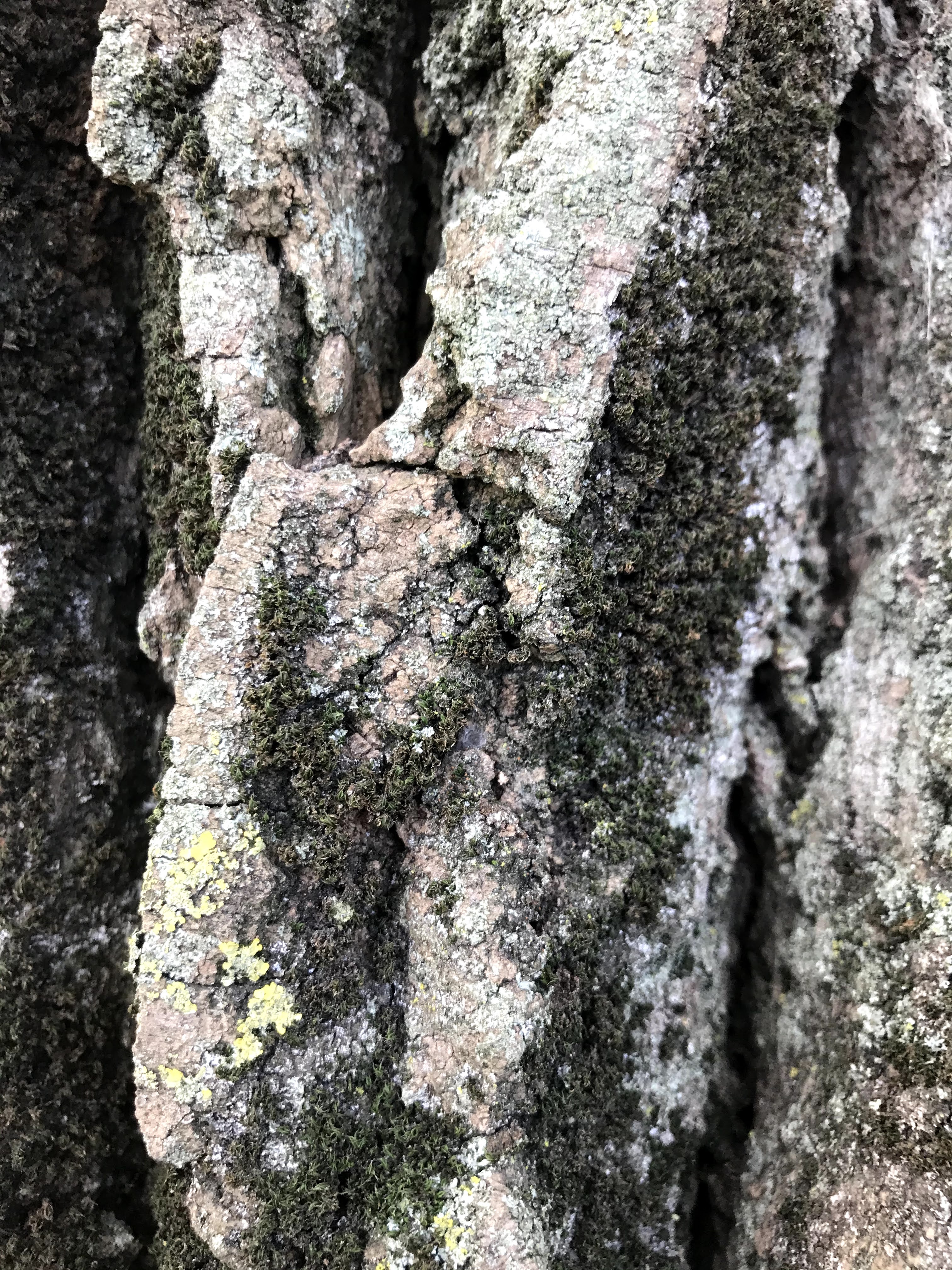 Close up of bark on large and old trees