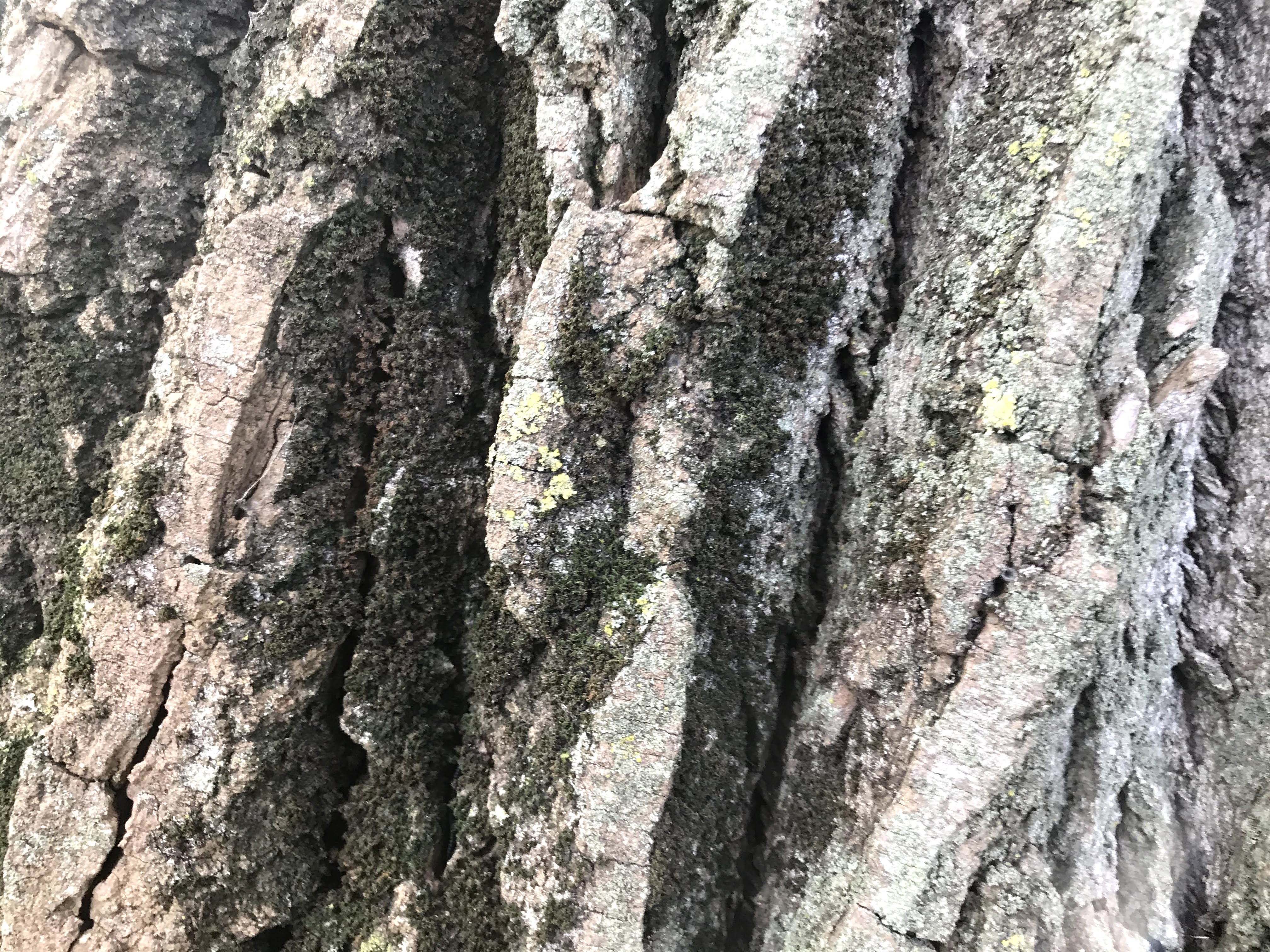 Close up of bark on large and old trees