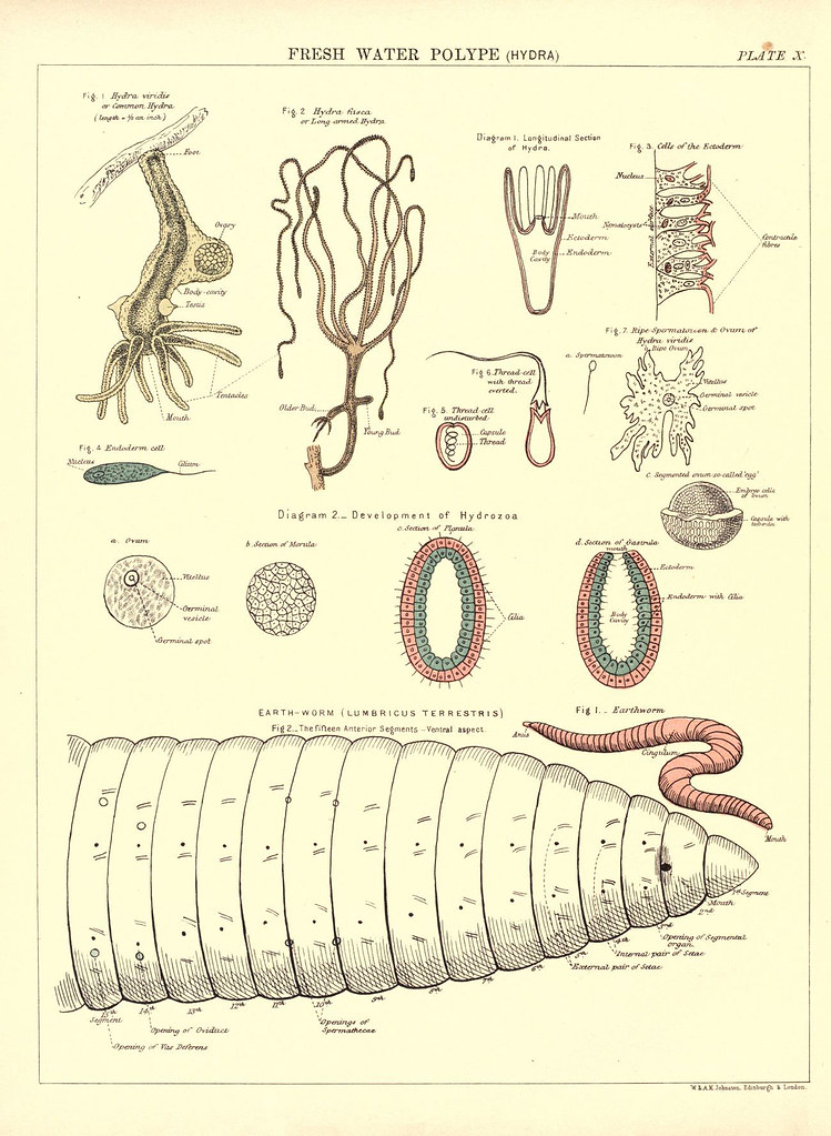 From Kitchen Waste to Rich Soil: Simple Steps to Start Vermicomposting at Home