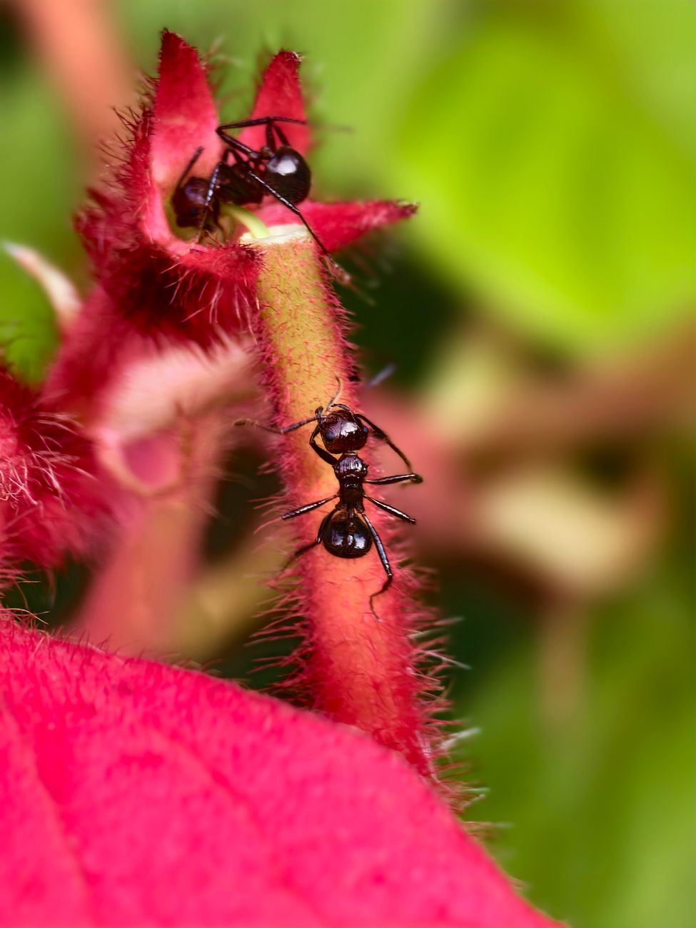 Are Ants Bad for Your Garden? What They’re Really Doing
