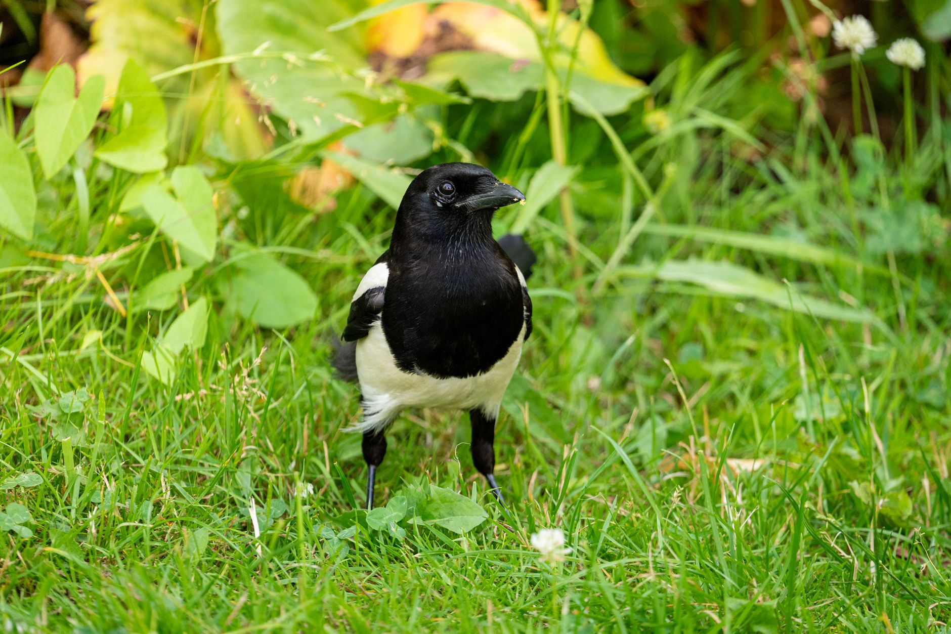 european magpie standing on lush green grass